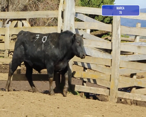 Lote 1 Toro en Coyhaique, XI Región Aysén