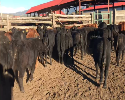 Lote 45 Ternero en Coyhaique, XI Región Aysén