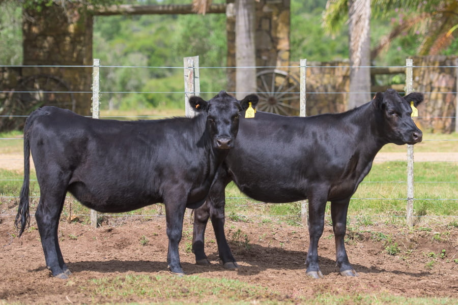 Lote 2 Terneras a remate en 3º Remate Cabaña El Mavial, Lavalleja