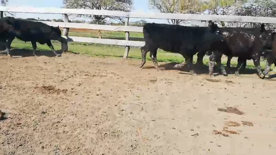 Lote 85 Terneros en Entre Ríos, Federal