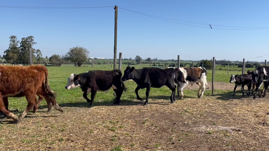 Lote TERNEROS Y TERNERAS