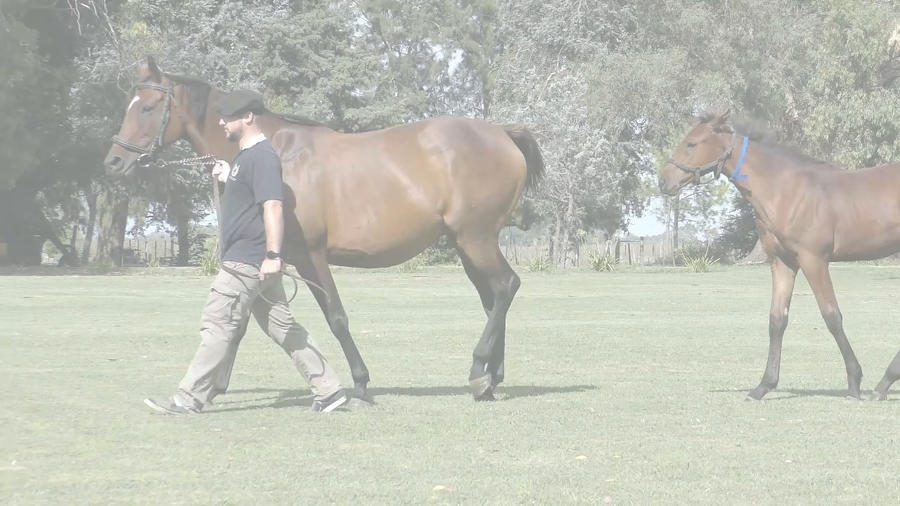 Lote CANDY BEACH (TREASURE BEACH - CANDY ISLAND)  Con cria al pie de DADDY LONG LEGS. Preñez por PNEUMATIC