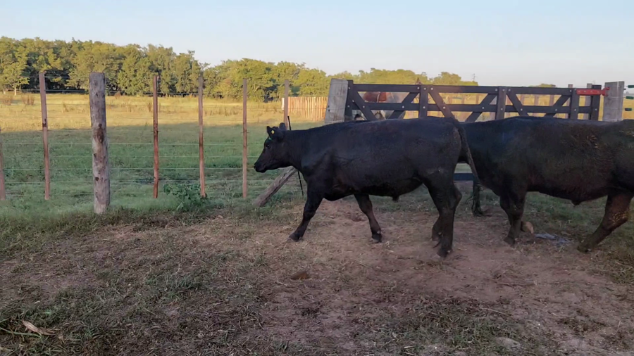 Lote 115 Novillos en Dolores, Buenos Aires