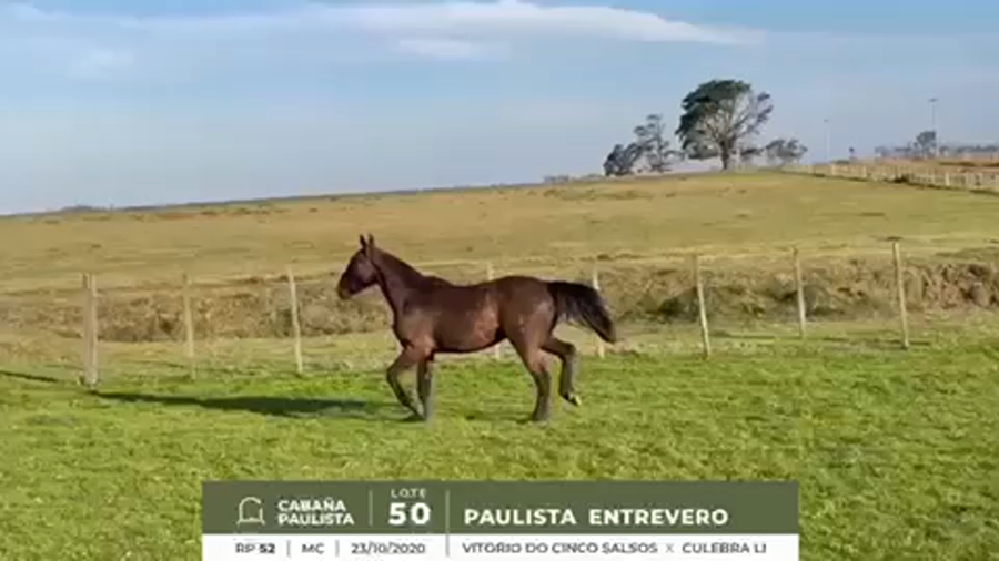 Lote PAULISTA ENTREVERO