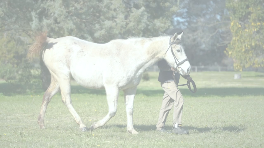 Lote NORINA (EXCHANGE RATE -  NEARLY MAD) VACIA NORMAL