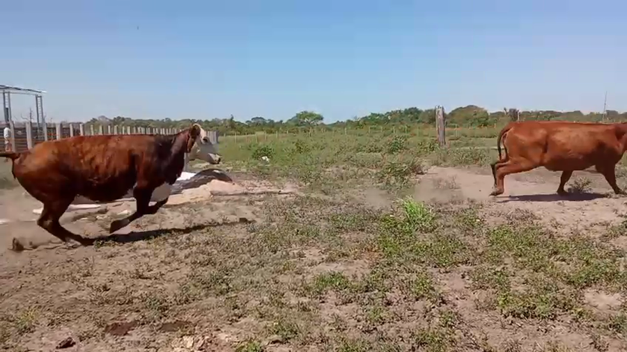 Lote 95 Vacas de invernar