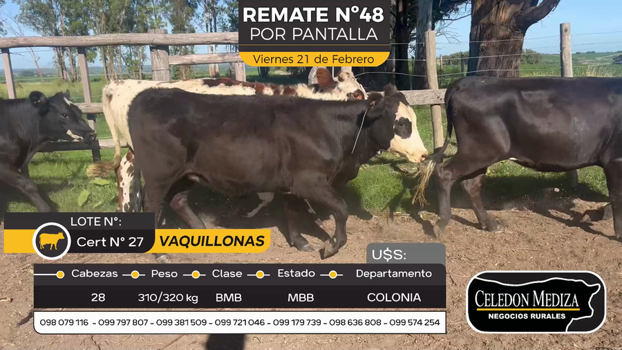 Lote 28 Vaquillonas  en Otra Localidad, Colonia