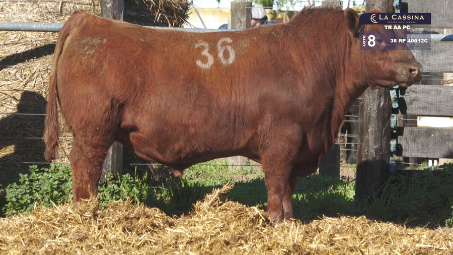 Lote TOROS ANGUS PURO CONTROLADO