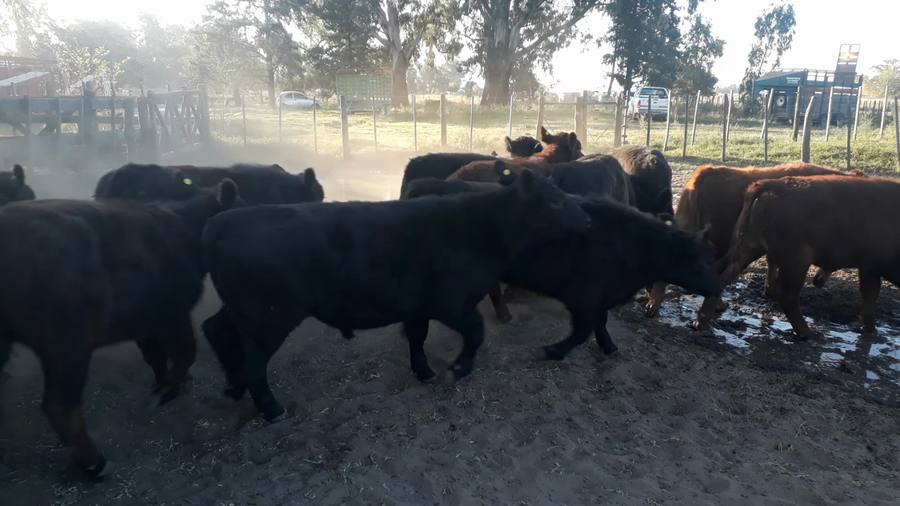 Lote 78 Terneros en Buenos Aires, Daireaux