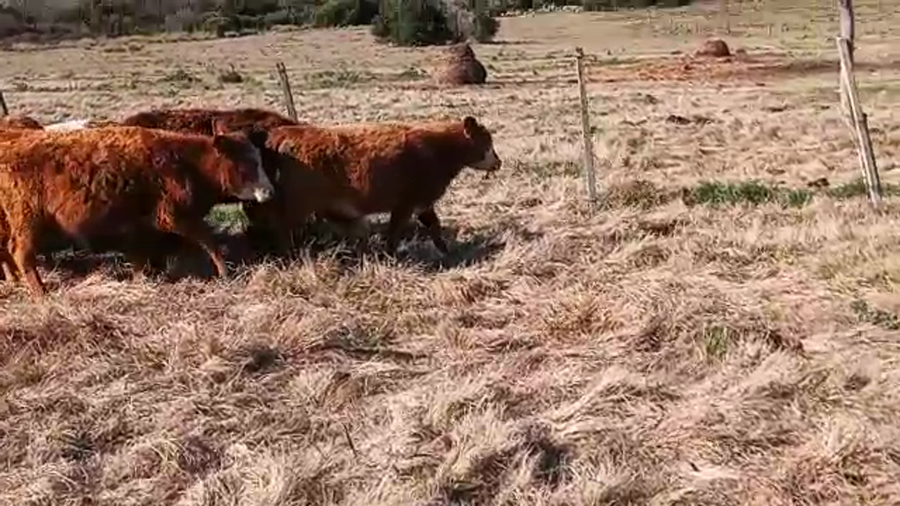 Lote 10 Terneras ANGUS a remate en PANTALLA CAMY - SAN JOSE  1500 VACUNOS 180kg - , San José