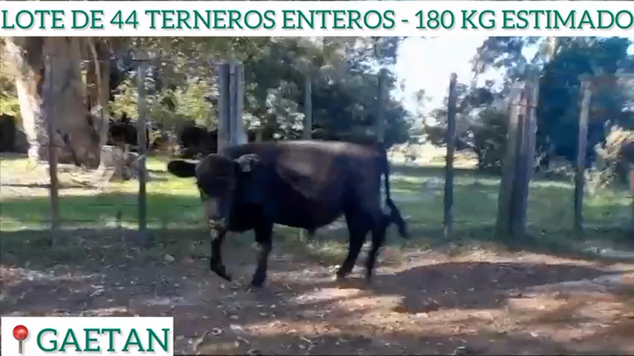 Lote 44 Terneros