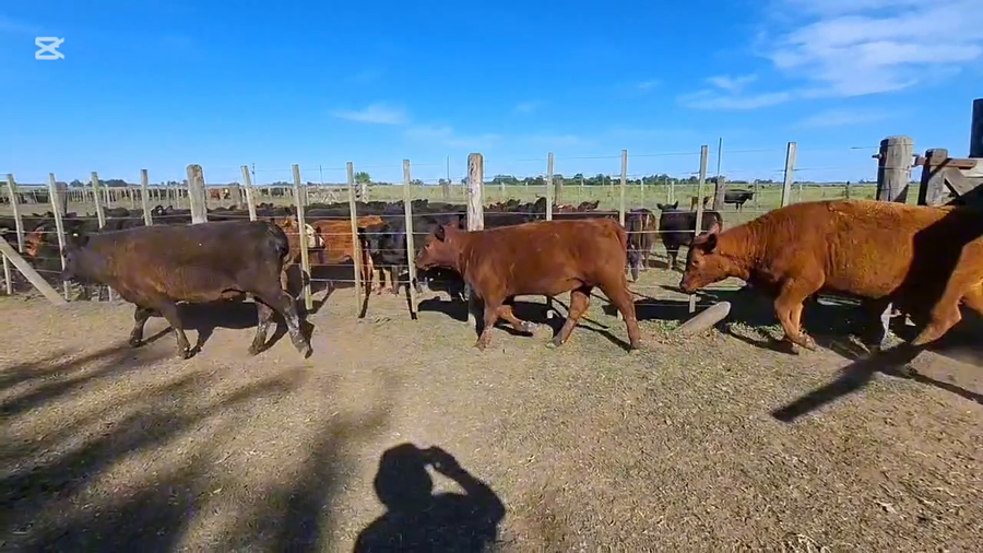 Lote 16 Terneros/as