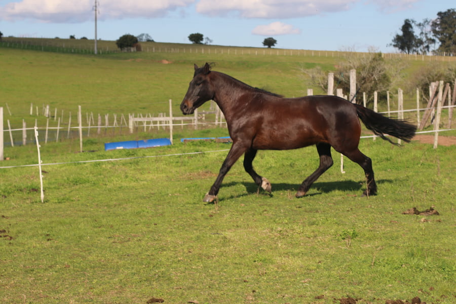 Lote ARPILLERA DEL CONVENTOS