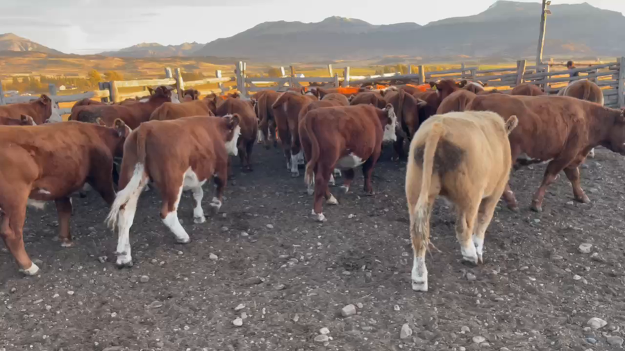 Lote 50 Novillo Engorda en Coyhaique, XI Región Aysén