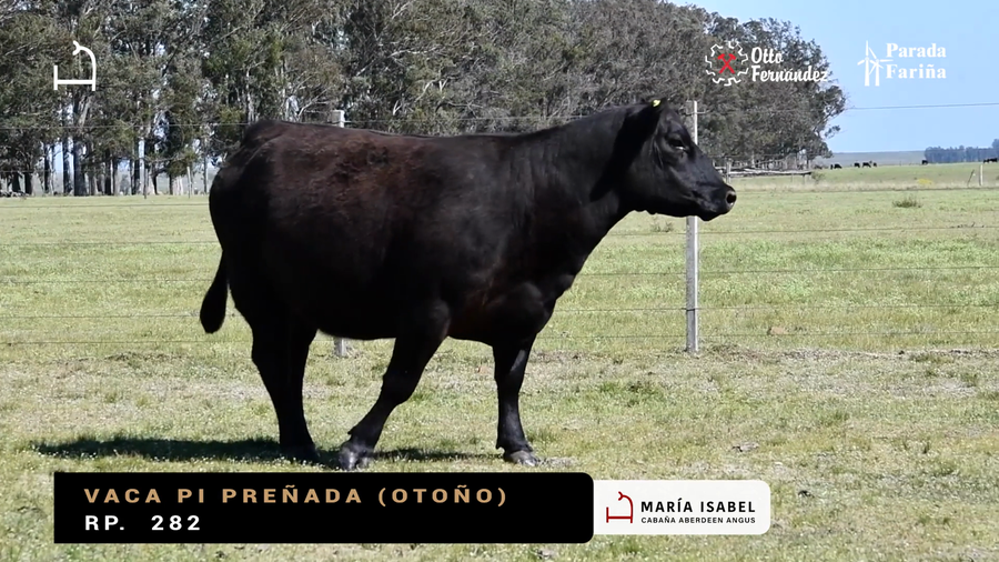 Lote VACAS PI