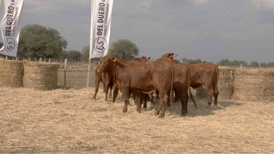 Lote Vaquillas CBO. 1 PREÑADAS