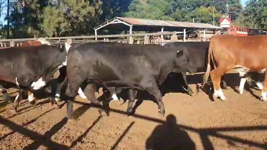Lote 90 Novillos Exportación UE, Braford y sus cruzas Británicas en Cayastá, Santa Fe