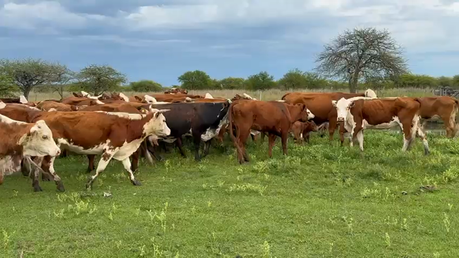 Lote 35 Vacas Preñadas y Paridas en Corrientes, Mercedes