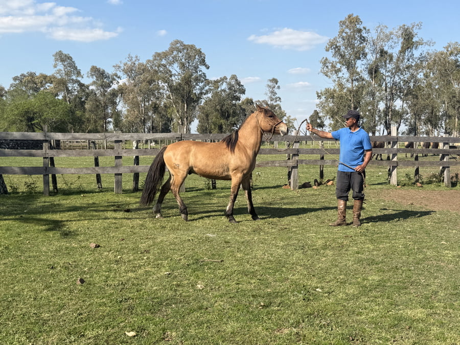 Lote Macho gatiado manso