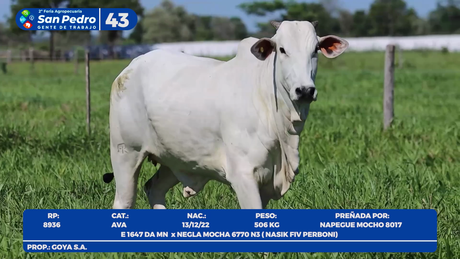 Lote LOTE 43- POR PANTALLA