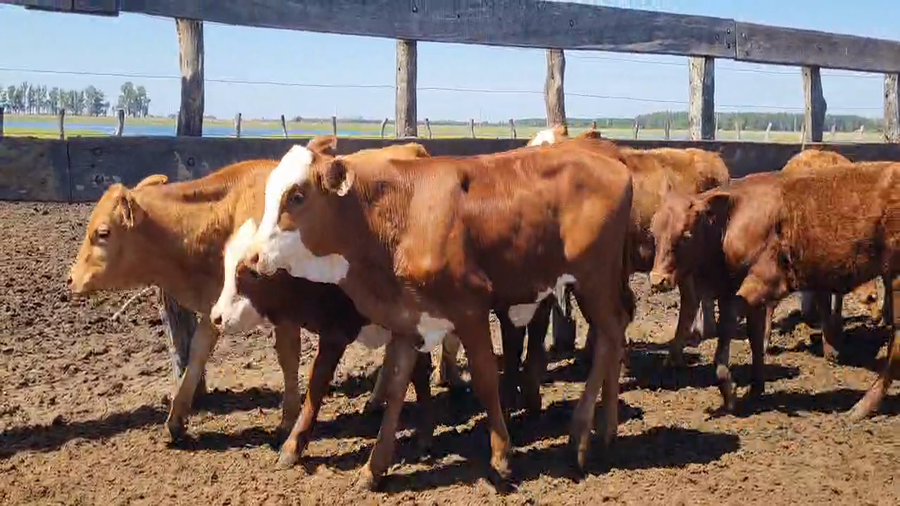 Lote 170 Terneras