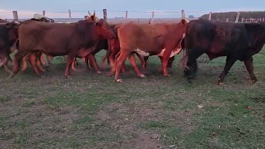 Lote 56 Novillos en Virasoro, Corrientes