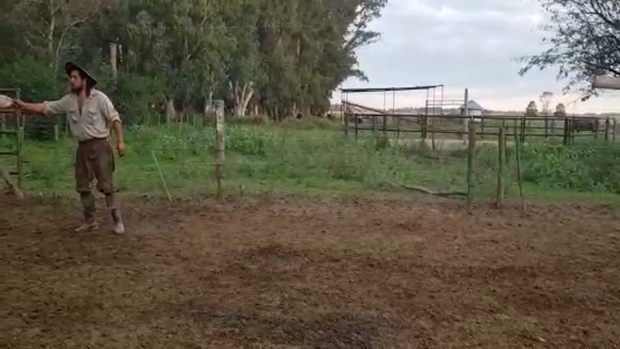 Lote 25 Vaquillonas P/ entorar en Gral. Las Heras, Buenos Aires