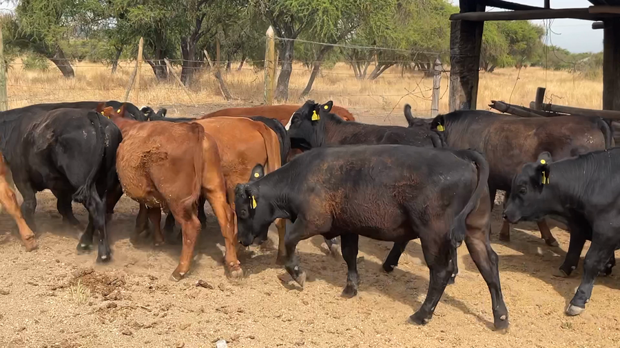 Lote 17 Novillo Engorda en San Pedro, Región Metropolitana