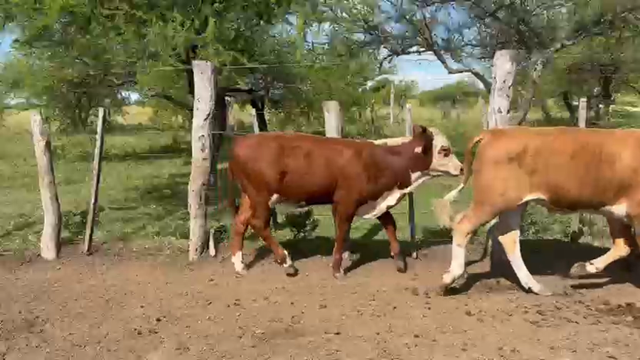 Lote 50 Terneros en Corrientes, Curuzu Cuatia