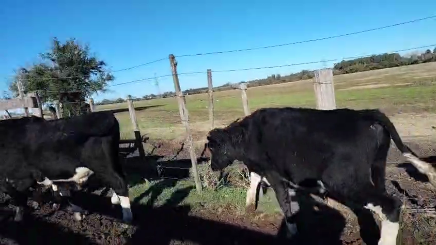 Lote 10 Terneros a remate en Pantalla Camy, San José