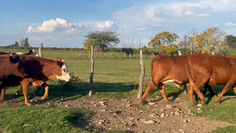Lote 19 Vacas nuevas C/ gtia de preñez