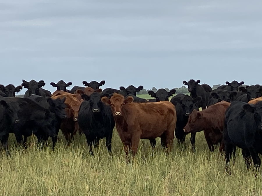 Lote 100 Vaquillonas P/ entorar en Winifreda, La Pampa