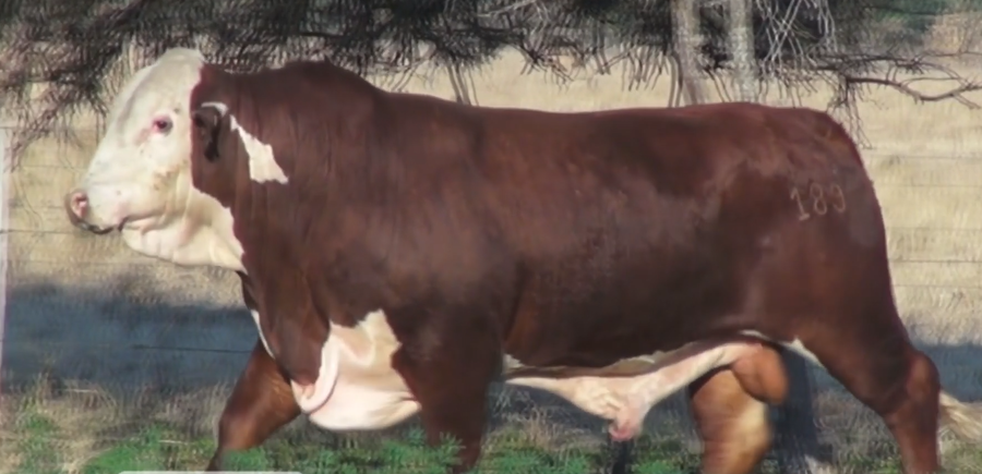 Lote TOROS(CORRAL 24)BRAFORD "CABAÑA DON TOTO"