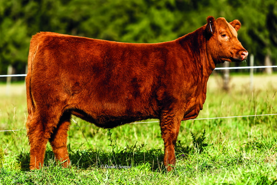 Lote TERNERAS PURAS DE PEDIGREE