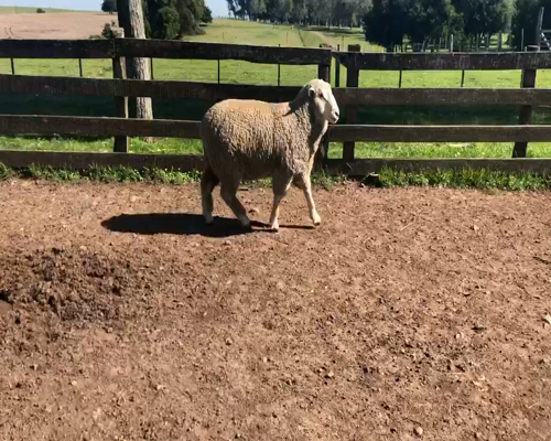 Lote 1 Borregos Planteleros en Cerro Largo, Cerro Largo