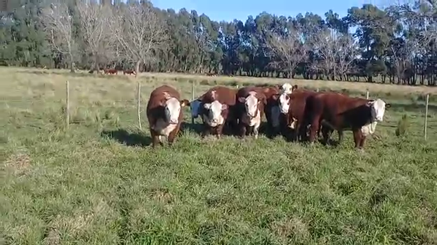 Lote Sto. Domingo Vaquillonas PR - Preñadas parición otoño 2023