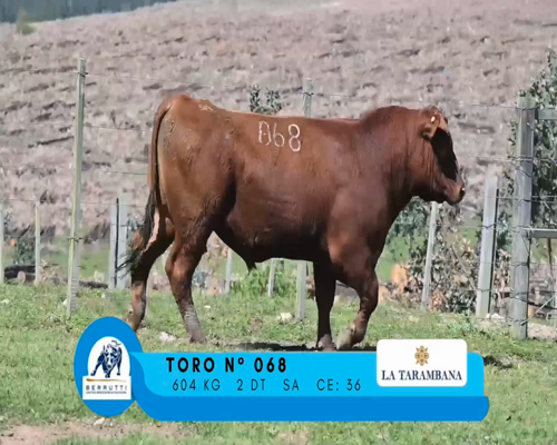 Lote TORO 068