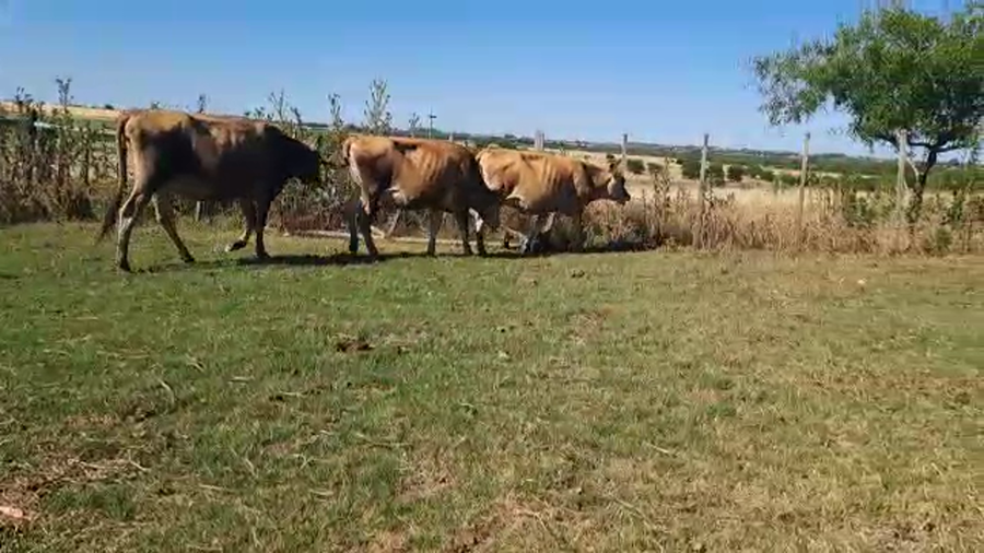 Lote 3 Vaq Preñadas