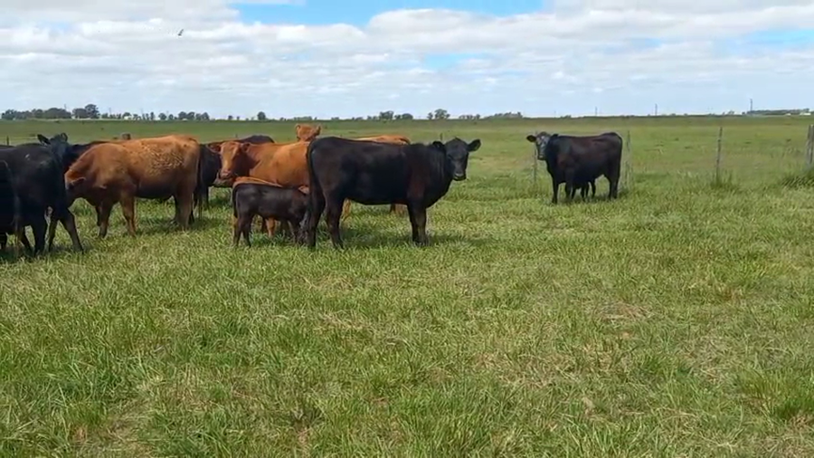 Lote 40 Terneros en Tres Arroyos