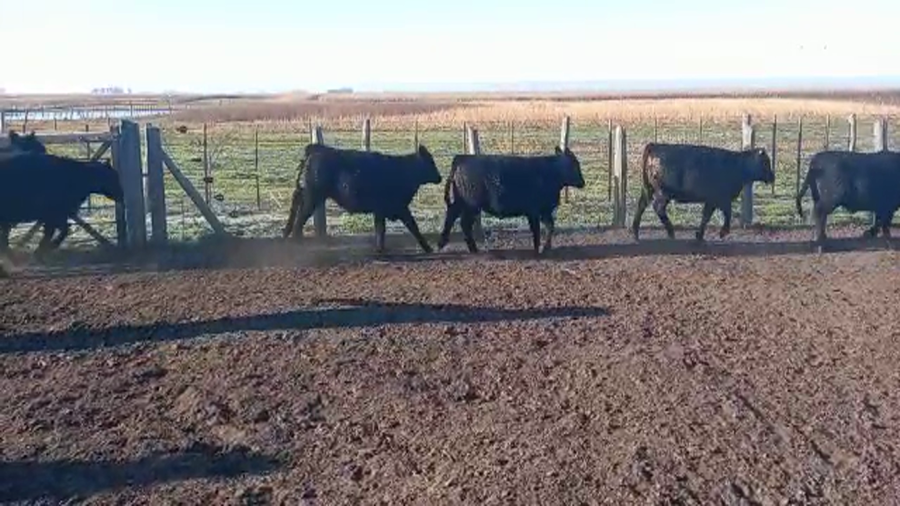 Lote 75 Terneros/as en Pirovano, Buenos Aires