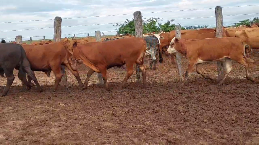 Lote 120 Terneros/as