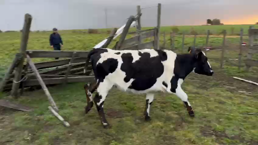 Lote 1 vaquillona kiwi