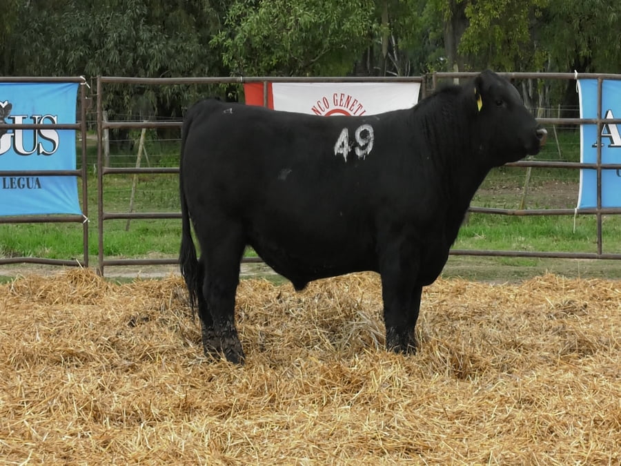 Lote TOROS ANGUS NEGROS PC