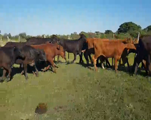 Lote 65 Terneras en Esquina, Corrientes