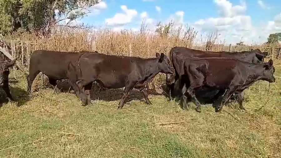 Lote 33 Novillos en 9 de Julio