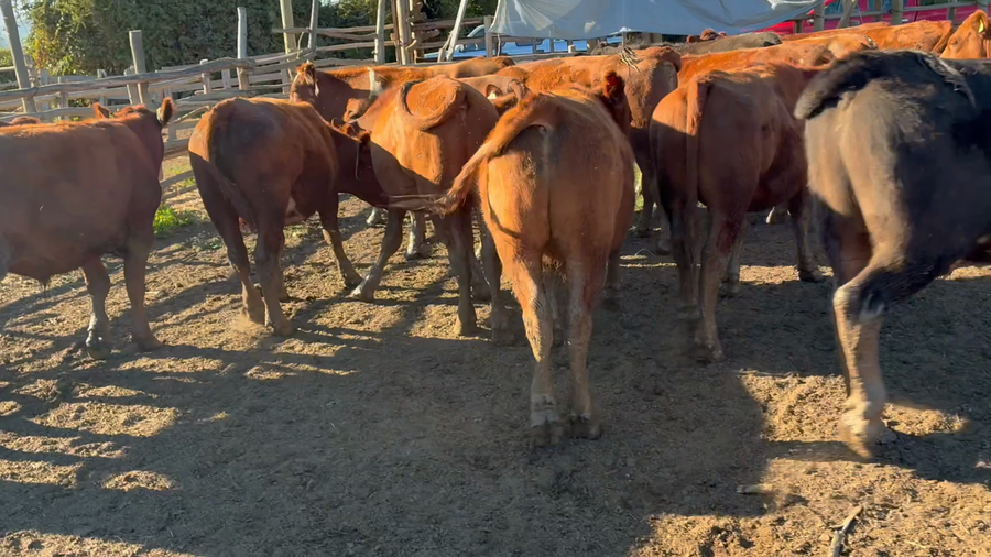 Lote 64 Novillo Engorda en Pelarco, VII  Región Maule