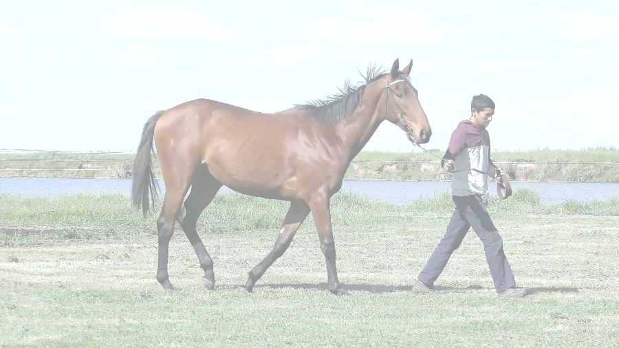 Lote TEMERARIO STRIPES (TETAZE -  EMBROLLADA )