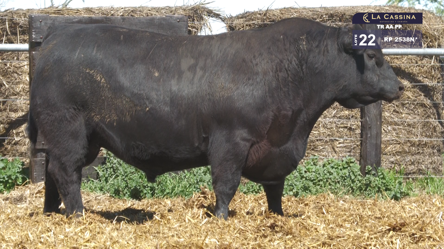 Lote TOROS ABERDEEN ANGUS PP