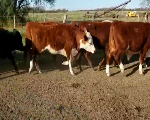 Lote 40 Novillitos en Villaguay, Entre Ríos