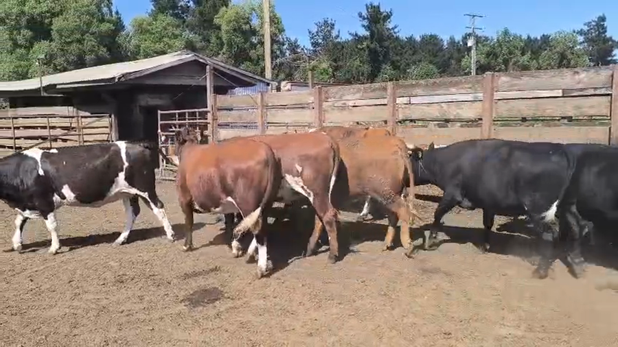 Lote 20 Vaquilla Gorda en Los Ángeles, VIII Región Biobío